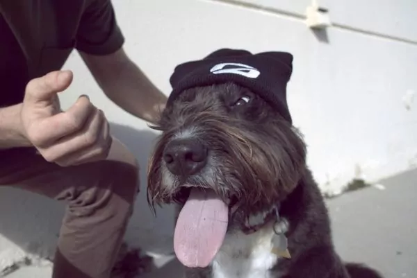 black dog wearing a black Onewheel beanie hat with white ‘O’ logo
